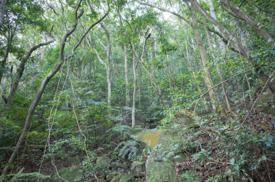 北大嶼郊野公園的次生林，能緩衝高温對林下野生動物的影響。
(圖片提供：港大生物科學學院昆蟲生物多樣性與生物地理學實驗室)
 